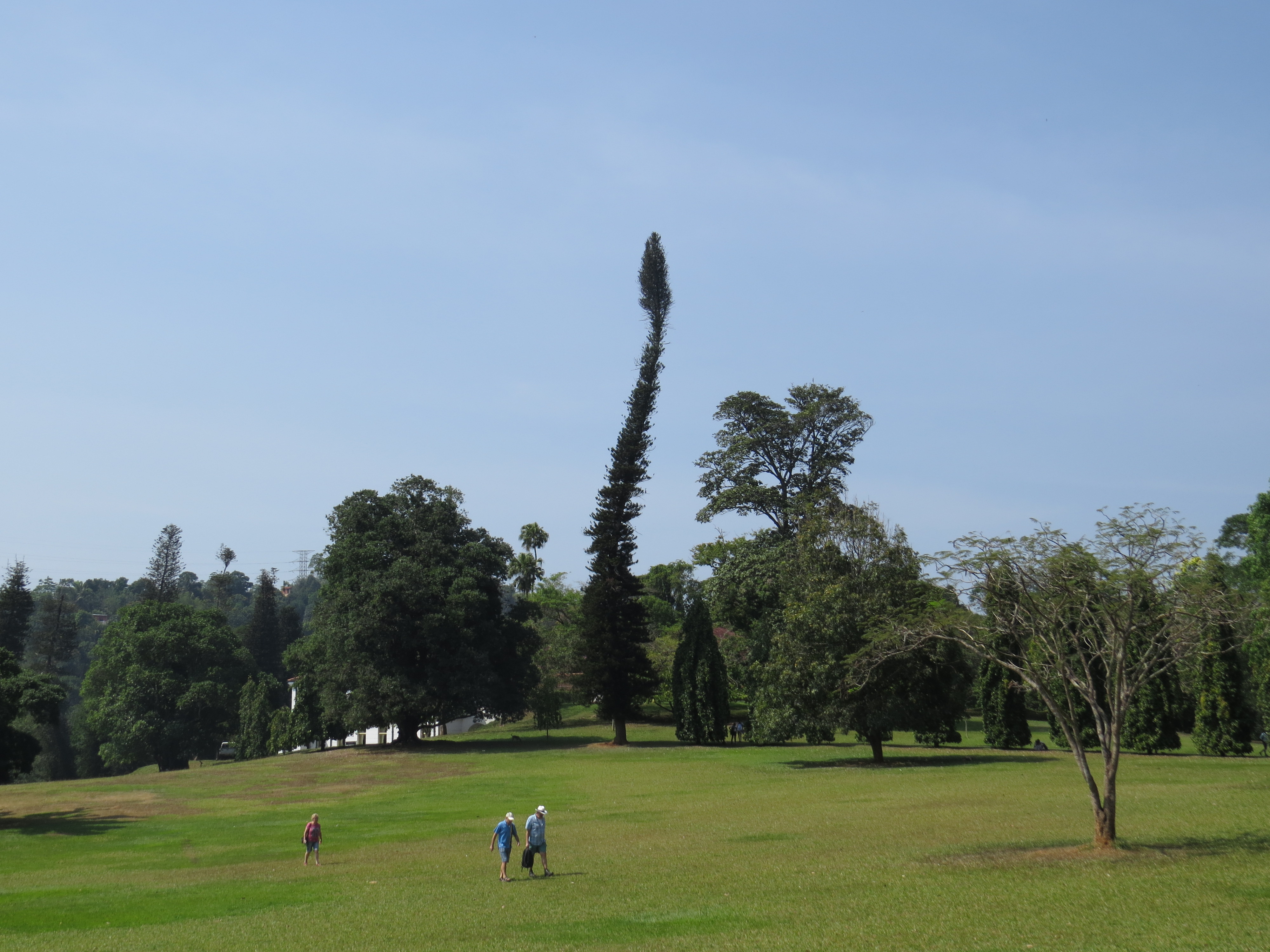 Peradeniya Botanical Gardens, Sri Lanka